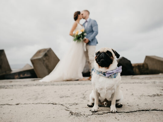 8 pet wedding photo ideas to make your wedding day memorable 